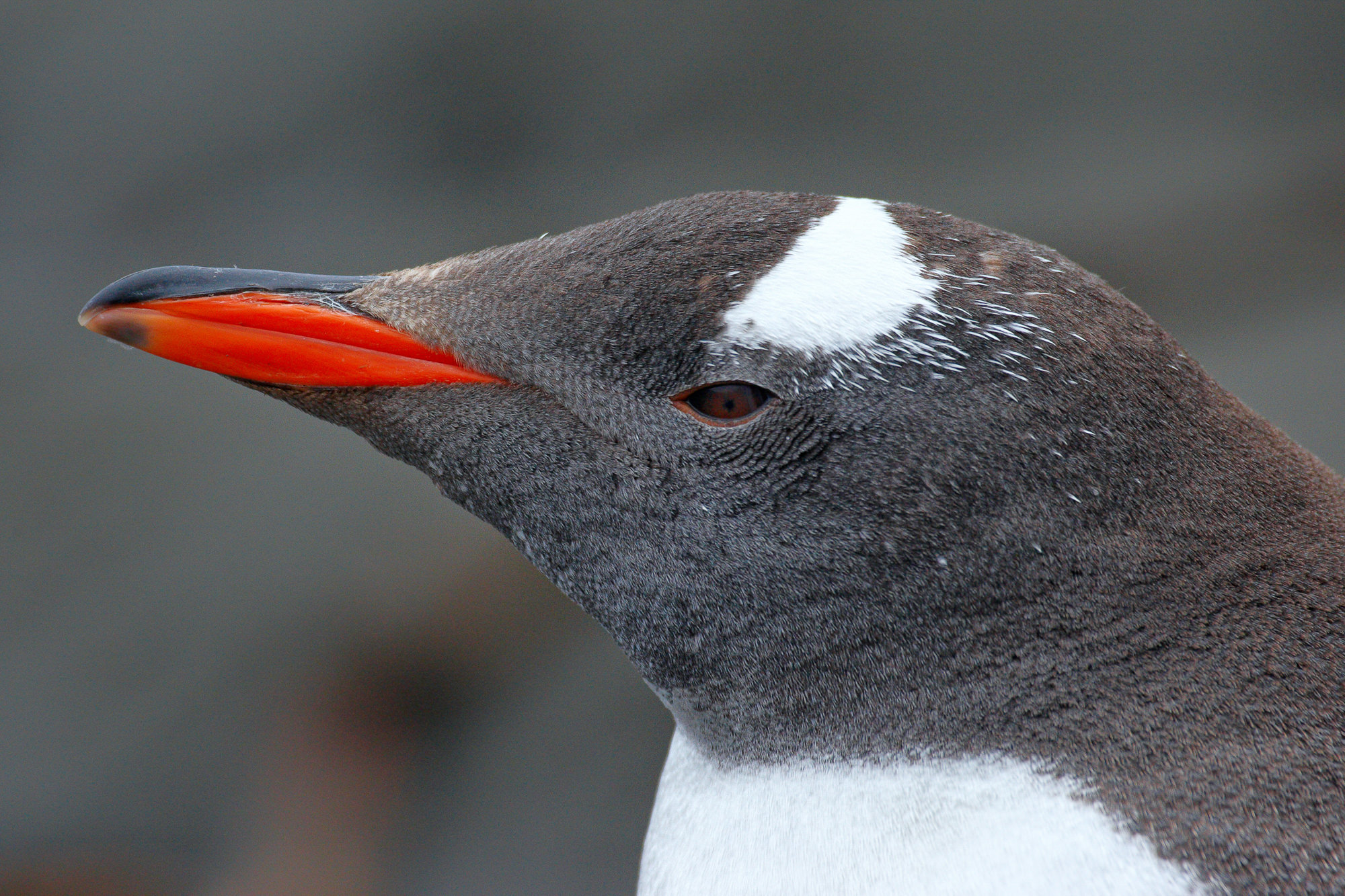 gentoo penguin